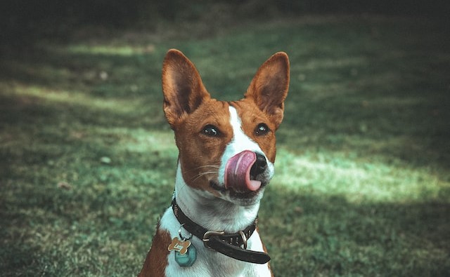 the-10-most-loved-names-for-dogs